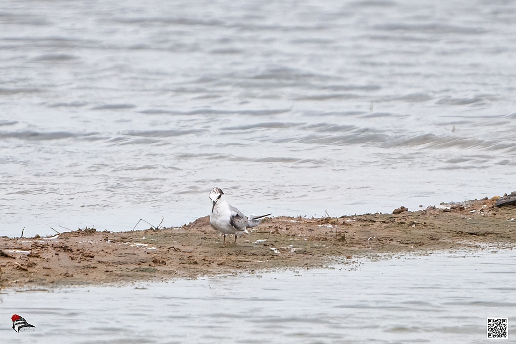 Little Tern